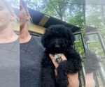 Puppy Puppy 1 Aussiedoodle