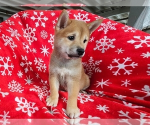 Shiba Inu Puppy for sale in PROVIDENCE, RI, USA