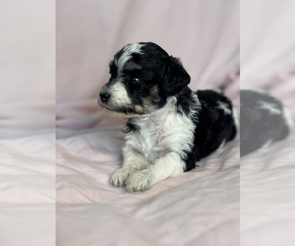 Medium Photo #16 Bernedoodle (Miniature) Puppy For Sale in LONGMONT, CO, USA