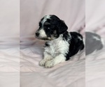 Pepper - Female Bernedoodle (Miniature) Puppy for Sale - Photo #16