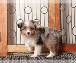 Small Photo #3 Aussiedoodle Toy Puppy For Sale in NAPLES, FL, USA