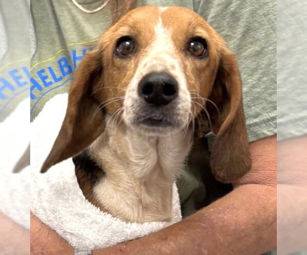 Medium Photo #5 Beagle Puppy For Sale in Dunnellon, FL, USA