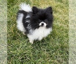 Small Photo #2 Pomeranian Puppy For Sale in BEECH GROVE, IN, USA