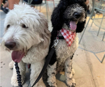 Small Photo #8 Sheepadoodle Puppy For Sale in HUNTINGTON BEACH, CA, USA