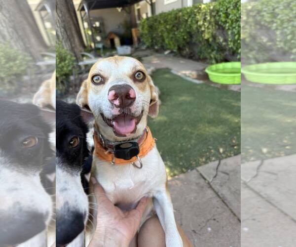 Medium Photo #2 Mutt Puppy For Sale in Turlock, CA, USA