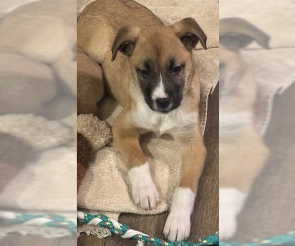 Medium Photo #14 Shepradors Puppy For Sale in Princeton, MN, USA