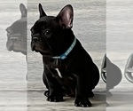 Small Photo #1 French Bulldog Puppy For Sale in BOLIVAR, MO, USA