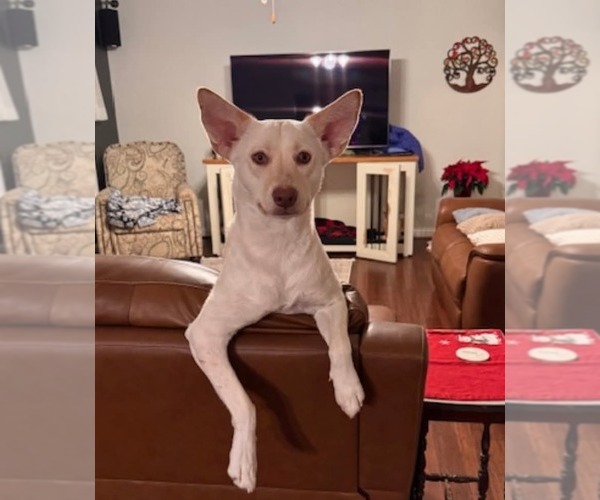 Medium Photo #1 Siberian Husky-Unknown Mix Puppy For Sale in Germantown, OH, USA