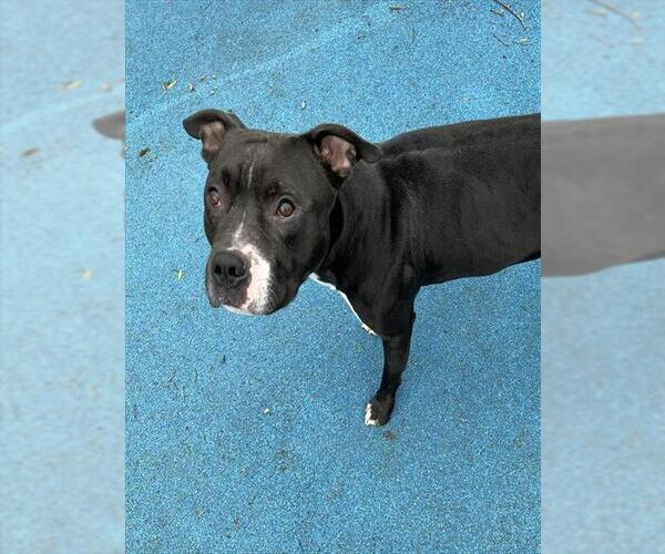 Medium Photo #4  Puppy For Sale in , 