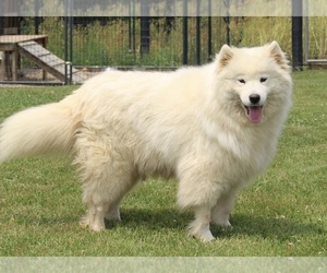 Samoyed Puppy for sale in FREDERICKSBURG, OH, USA