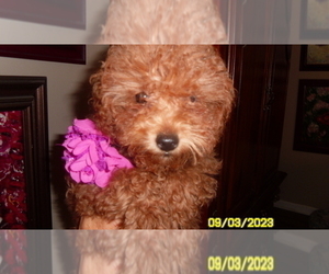 Poodle (Toy) Puppy for sale in DULUTH, GA, USA