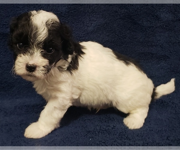 Medium Photo #1 Maltipoo Puppy For Sale in PLANT CITY, FL, USA