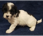 Small Photo #1 Maltipoo Puppy For Sale in PLANT CITY, FL, USA