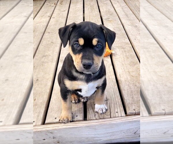 Medium Photo #1 Mutt Puppy For Sale in Des Moines, IA, USA