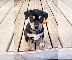 Mutt Dogs for adoption in Des Moines, IA, USA