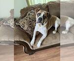 Small #2 Boxer