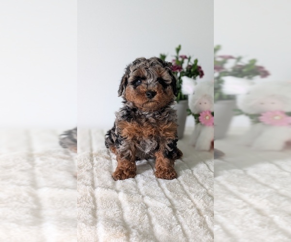 Medium Photo #9 Poodle (Miniature) Puppy For Sale in GOSHEN, IN, USA