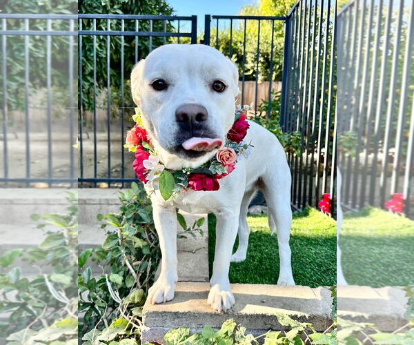 Medium Photo #7 American Pit Bull Terrier-Labrador Retriever Mix Puppy For Sale in Redlands, CA, USA