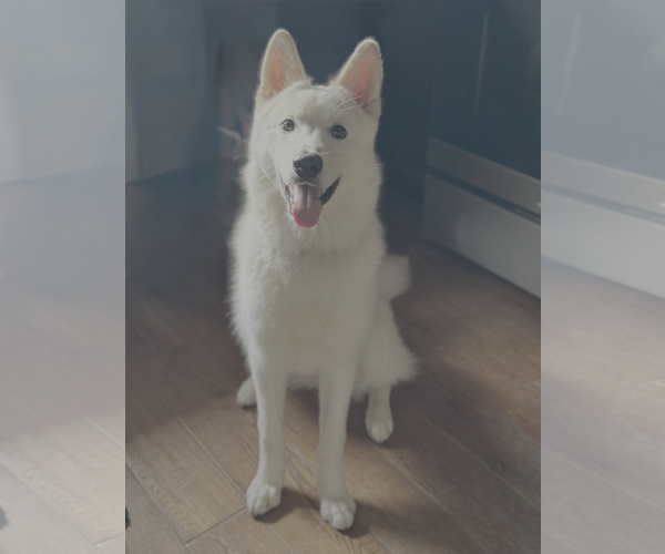 Medium Photo #2 Siberian Husky-Unknown Mix Puppy For Sale in Bellevue, WA, USA