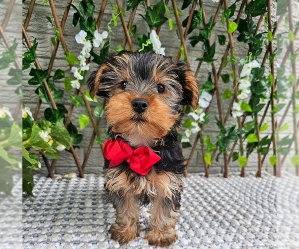 Medium Photo #4 Yorkshire Terrier Puppy For Sale in INDIANAPOLIS, IN, USA