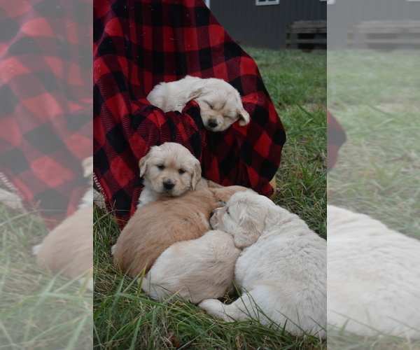 Medium Photo #1 Golden Retriever Puppy For Sale in MARSHALL, VA, USA