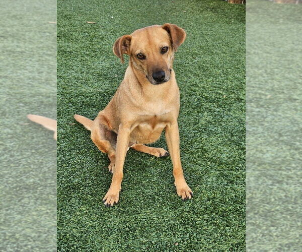 Medium Photo #3 Mutt Puppy For Sale in oakland, FL, USA