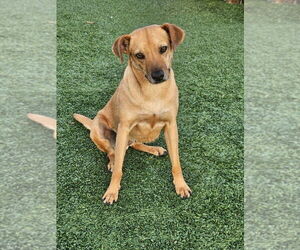 Pilar - Female Mutt Dog for Adoption - Photo #3
