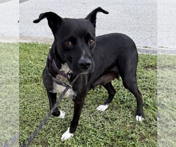 Medium Photo #3 Labrador Retriever-Unknown Mix Puppy For Sale in Sanford, FL, USA