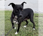 Small #2 Labrador Retriever Mix