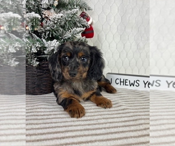 Medium Photo #5 Dachshund Puppy For Sale in GREENFIELD, IN, USA