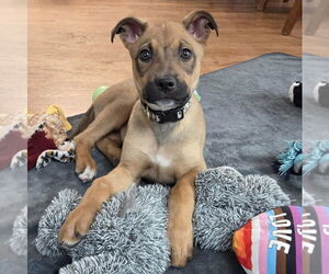 German Shepherd Dog-Unknown Mix Dogs for adoption in Lakewood, CO, USA