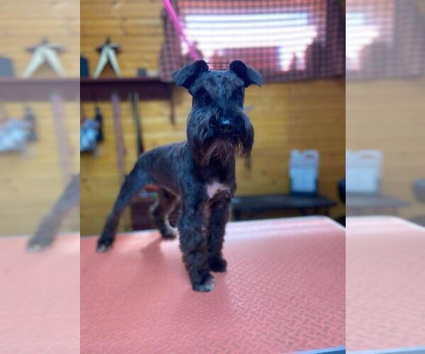 Full screen Photo #1 Schnauzer (Miniature) Puppy For Sale in MITCHELL, IN, USA