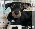 Small #1 Chihuahua Mix