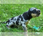 Small Catahoula Leopard Dog