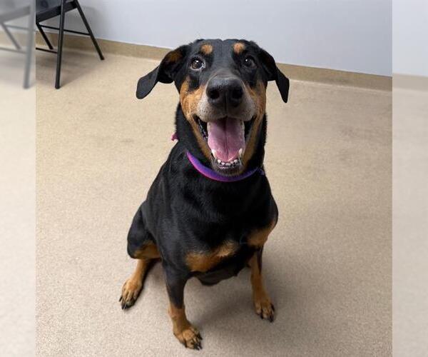 Medium Photo #1 Doberman Pinscher Puppy For Sale in Aurora, CO, USA