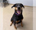 Small Doberman Pinscher