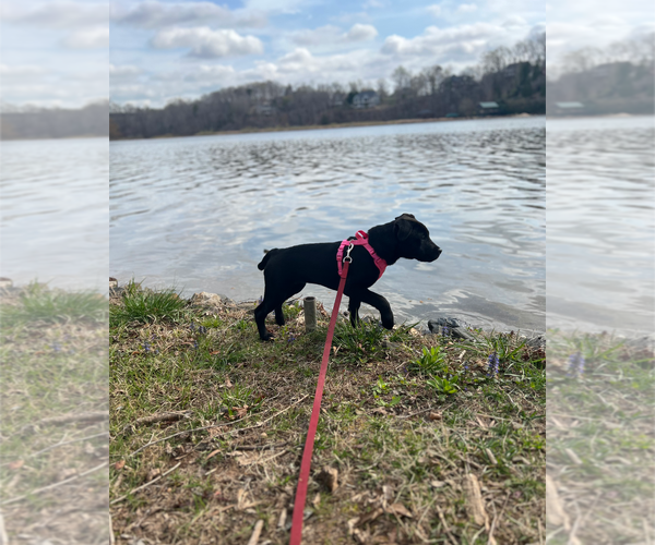 Medium Photo #12 Labrador Retriever-Unknown Mix Puppy For Sale in Holly Springs, NC, USA