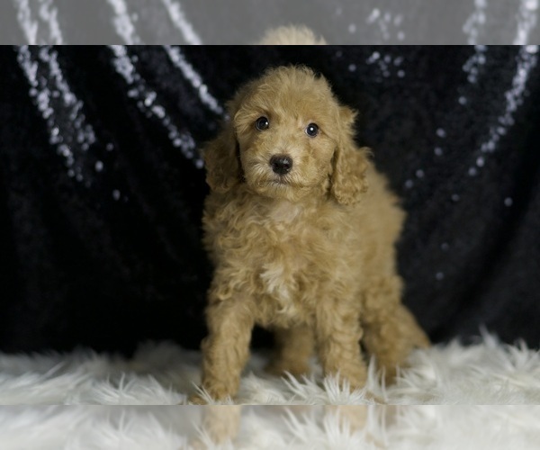Medium Photo #4 Goldendoodle (Miniature) Puppy For Sale in WARSAW, IN, USA