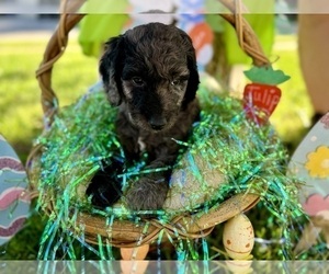 Double Doodle Puppy for sale in FRIENDSWOOD, TX, USA