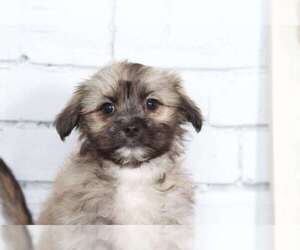 Zuchon Puppy for sale in RED LION, PA, USA