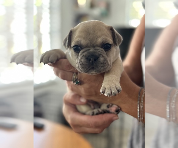 Medium Photo #1 French Bulldog Puppy For Sale in VENETIAN ISLANDS, FL, USA