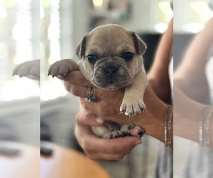 French Bulldog Puppy for sale in VENETIAN ISLANDS, FL, USA