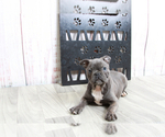 Small Photo #3 Faux Frenchbo Bulldog Puppy For Sale in MARIETTA, GA, USA