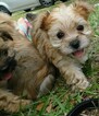 Small Photo #13 Morkie Puppy For Sale in ORLANDO, FL, USA