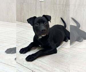 Mutt Dogs for adoption in Pompano Beach , FL, USA