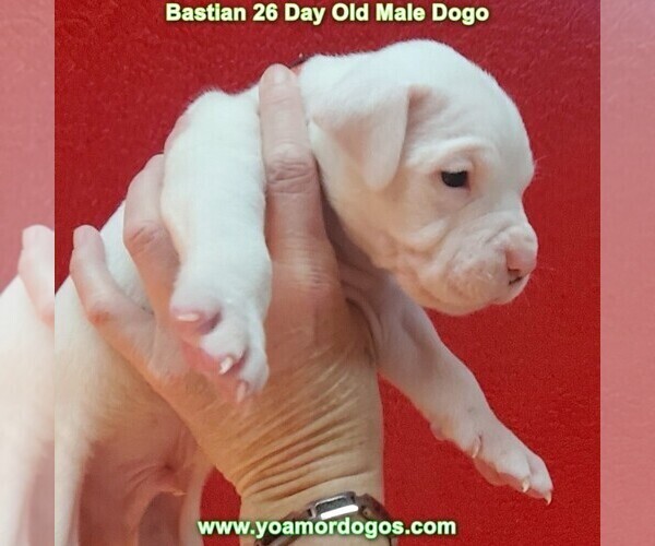 Medium Photo #47 Dogo Argentino Puppy For Sale in JANE, MO, USA