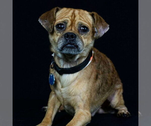 Medium Photo #1 Chug Puppy For Sale in Chico, CA, USA