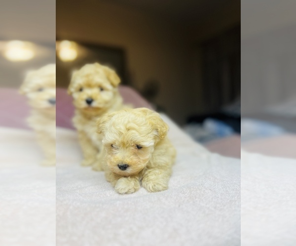 Medium Photo #4 Poodle (Toy) Puppy For Sale in SAN BERNARDINO, CA, USA