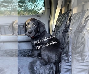 Labrador Retriever Puppy for sale in PINON HILLS, CA, USA