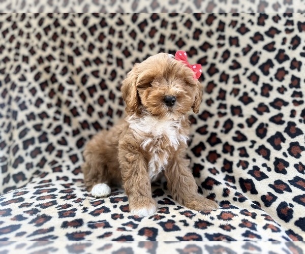 Medium Photo #4 Cavapoo (Miniature) Puppy For Sale in LAKELAND, FL, USA